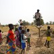 Senegal-zbiór orzeszków ziemnych