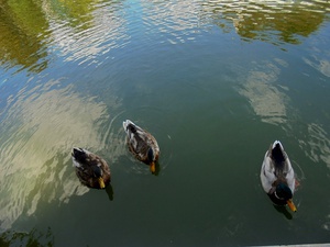 Paryż -  Parc de Bercy