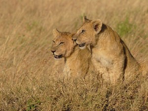 Lwiątka w Masai Mara