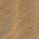 ślady na piasku