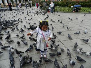 Impresja z gołębiami
