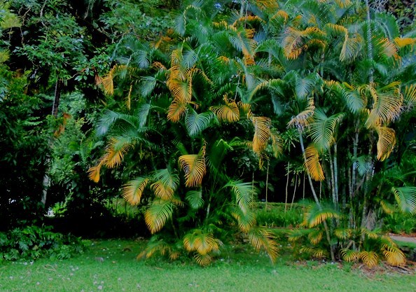 Victoria - Ogród Botaniczny
