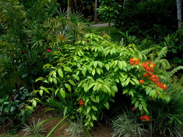Victoria - Ogród Botaniczny