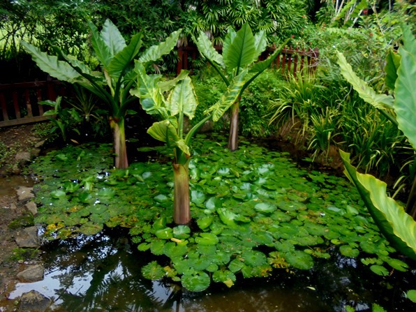 Victoria - Ogród Botaniczny
