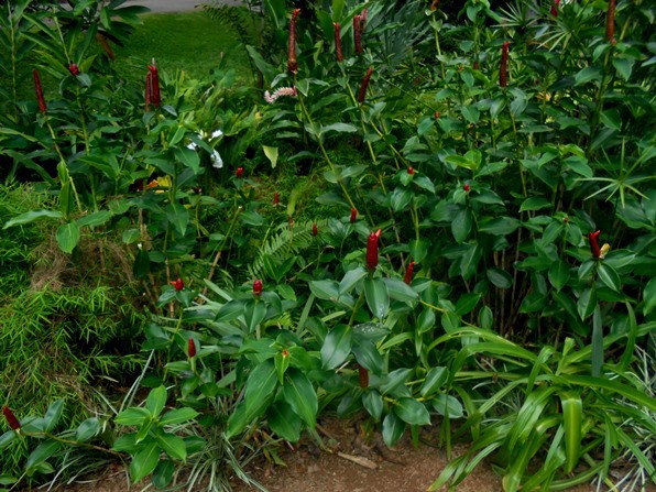 Victoria - Ogród Botaniczny