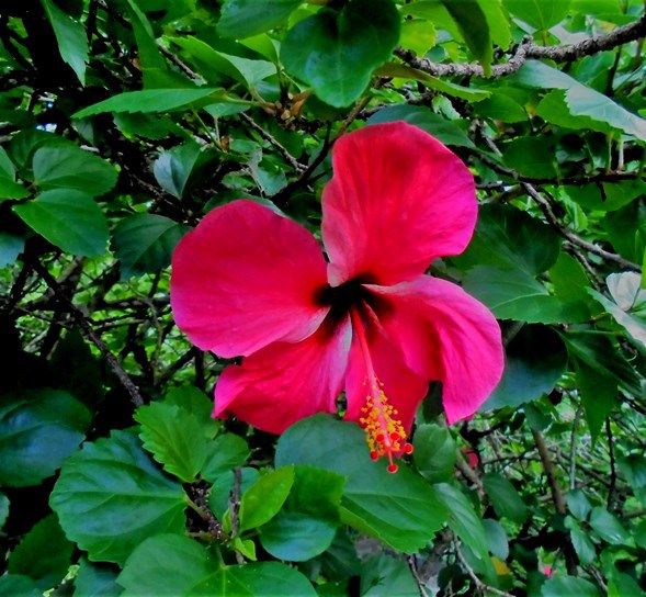 Victoria - Ogród Botaniczny