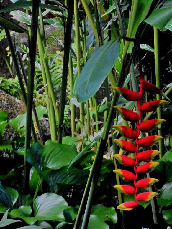 Victoria - Ogród Botaniczny