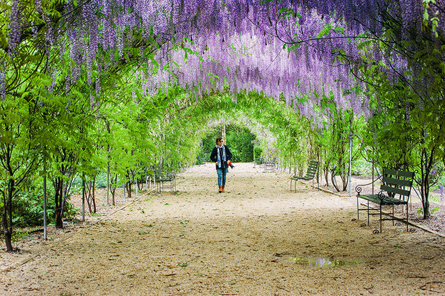 Wisteria,czyli glicynia w ogrodzie botanicznym