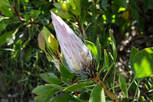 Protea krolewska