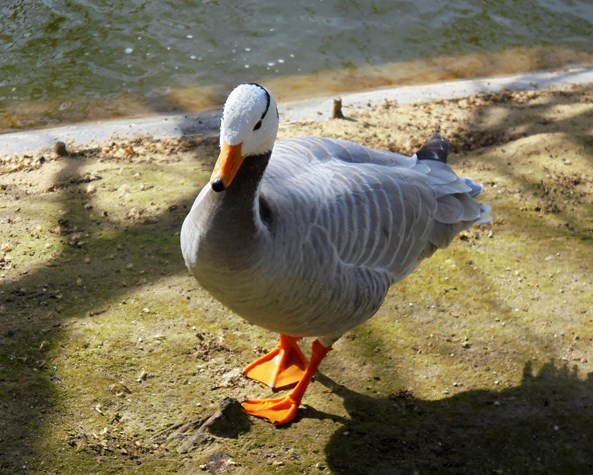 Paryż - Parc Montsouris