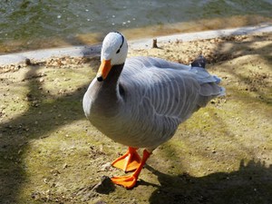 Paryż - Parc Montsouris