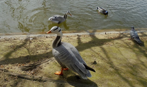 Paryż - Parc Montsouris