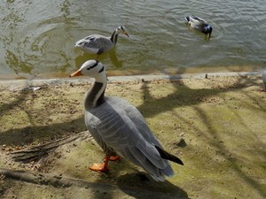 Paryż - Parc Montsouris