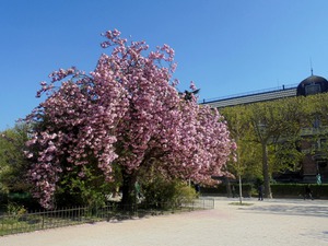 Paryż - Ogród Botaniczny