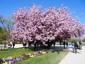 Paryż - Ogród Botaniczny