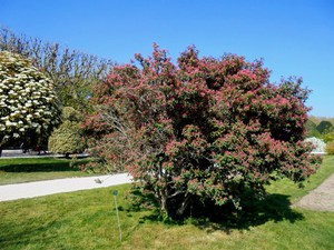 Paryż - Ogród Botaniczny