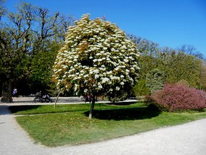 Paryż - Ogród Botaniczny