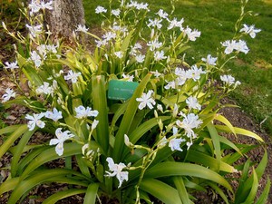 Paryż - Ogród Botaniczny