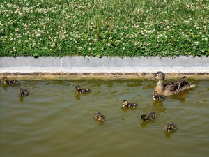 Paryż - Parc André Citroën