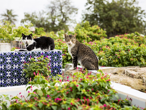 Koty na cmentarzu