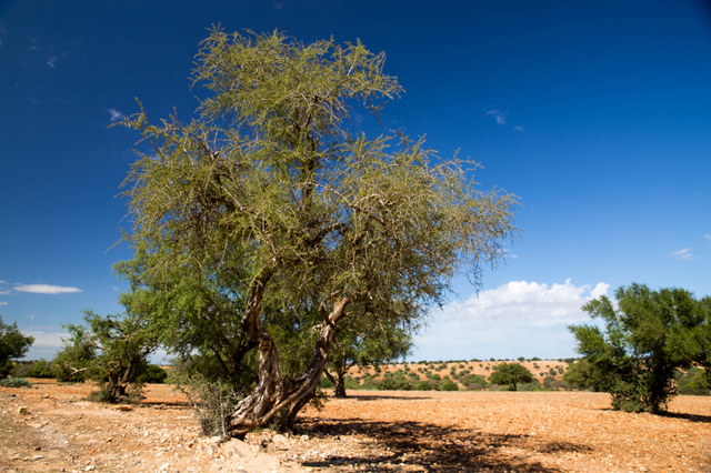 Drzewo arganowe