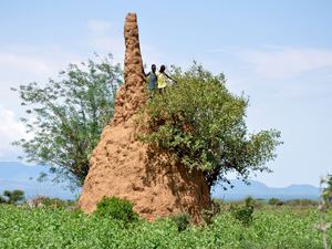 Potężny kopiec termitów w rejonie Konso 