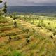 500-letnie tarasy rolnicze w rejonie Konso (UNESCO)