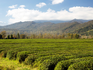 Pola herbaciane w drodze do Masuleh