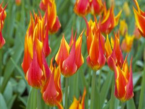 tulipany