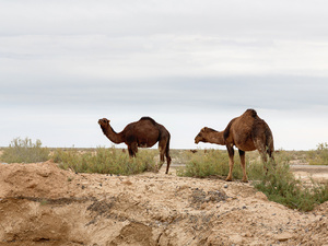 Dzikie wielbłądy na pustyni.