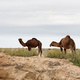 Dzikie wielbłądy na pustyni.
