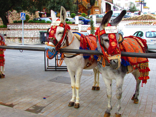 Donkey taxi