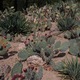 Ogród Kaktusów