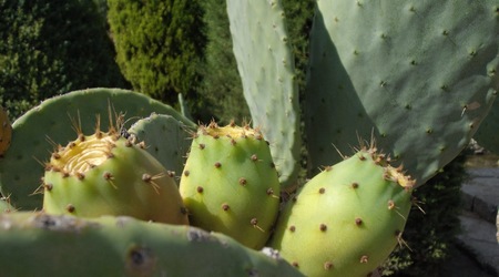 kaktusowe szaleństwo