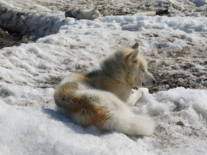 Okolice Ilulissat