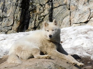 Okolice Ilulissat