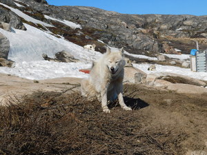 Okolice Ilulissat