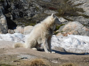 Okolice Ilulissat