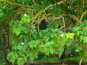 Seszele - Mahé