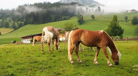 Konie w Filzmoos