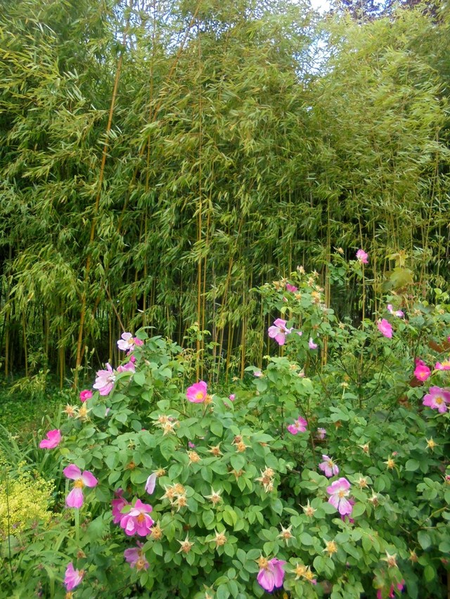 Giverny