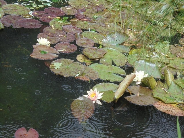 Giverny