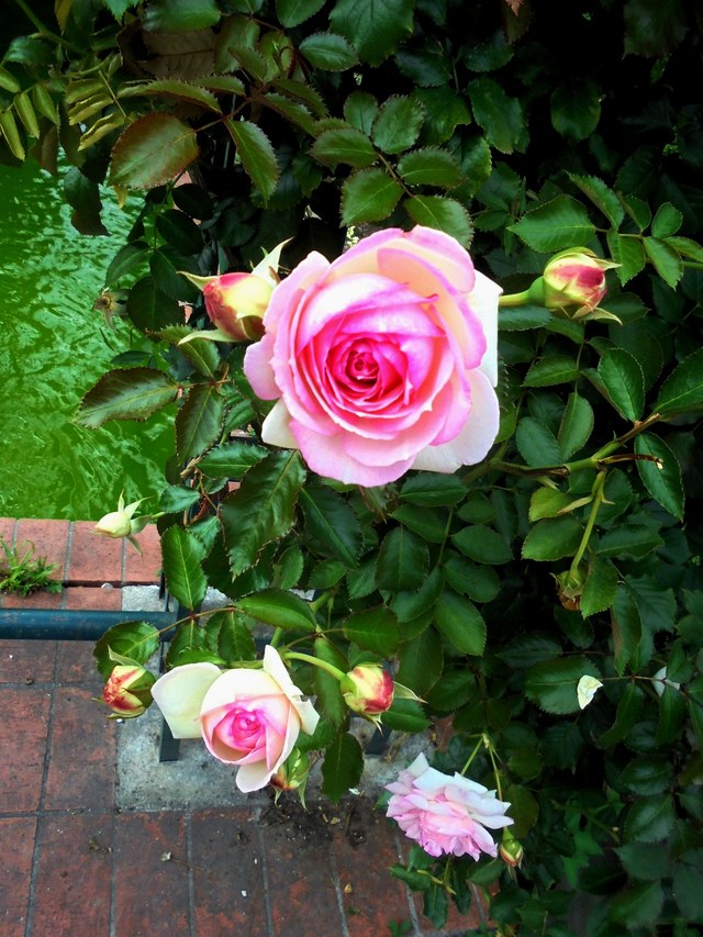 Róże na La Promenade Plantee 