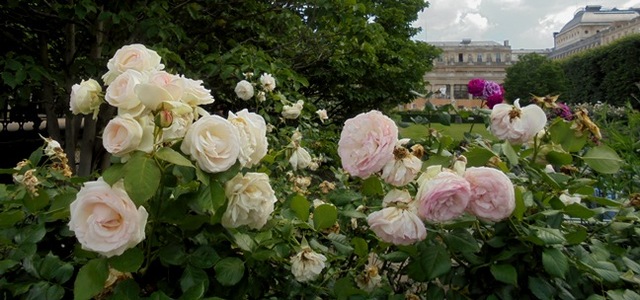Francuskie róże