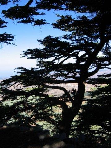 Cedars