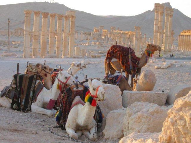 Palmyra