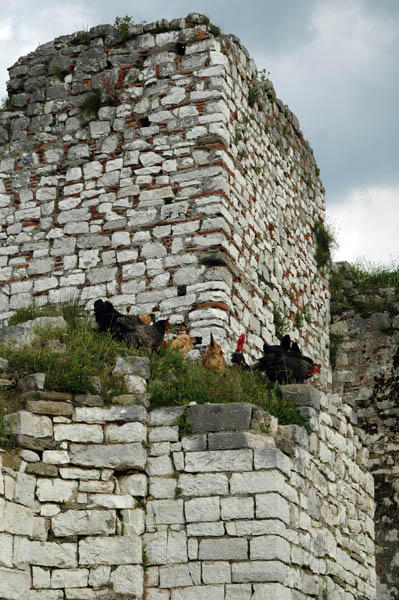 Berat (36)