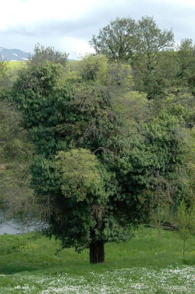 Ochryt   klasztor sw  Nauma (14)