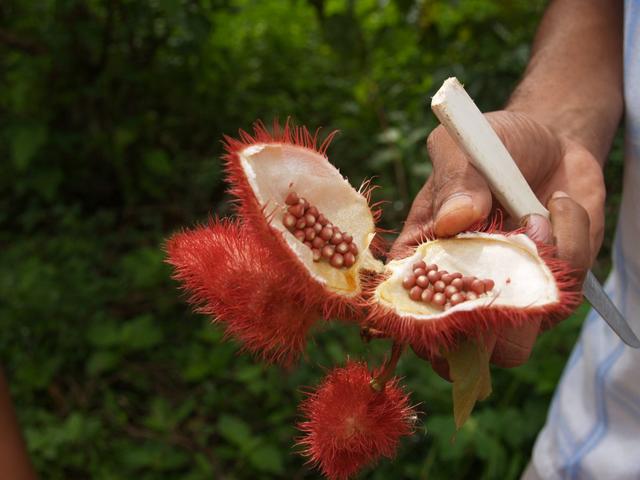 plantacja przypraw