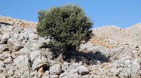 Droga na Nemrut Arsameia (15) – Kâhta, Turcja